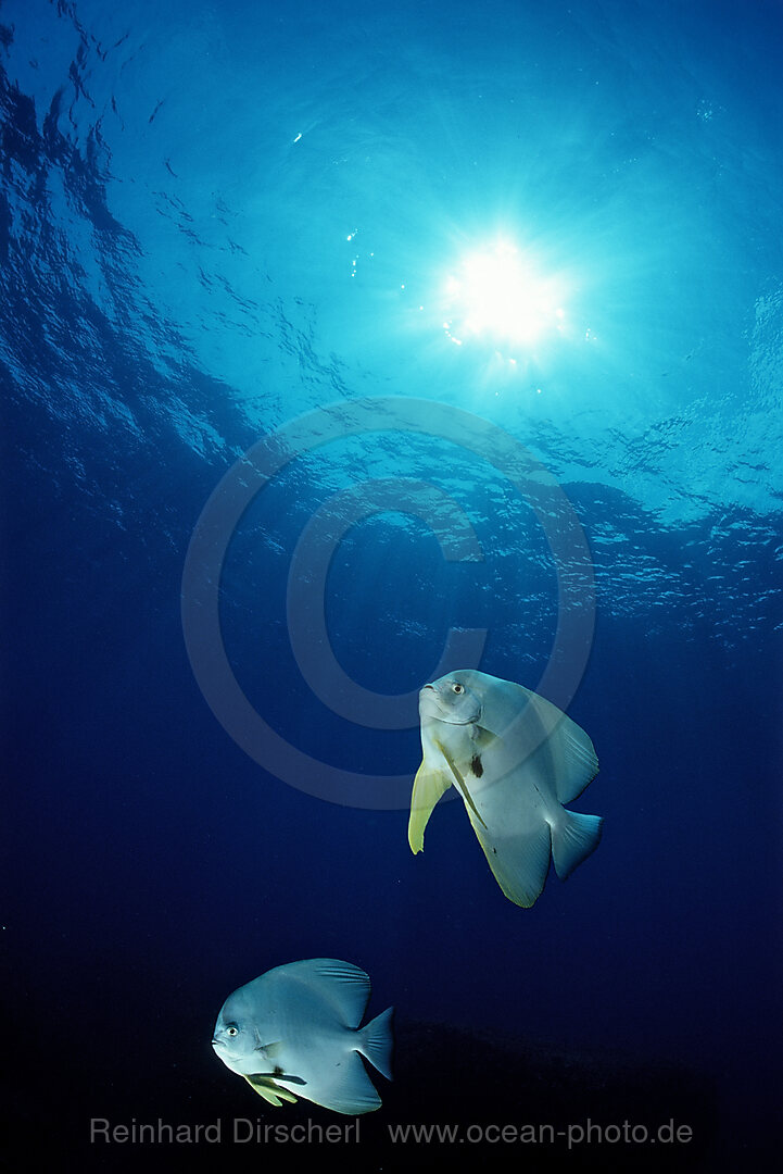 Langflossen-Fledermausfisch, Platax teira, Suedchinesisches Meer, Malaysia