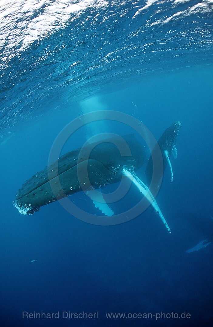 Buckelwal, Mutter und Kalb, Megaptera novaeangliae, Rurutu, Pazifik, Tahiti, Franzoesisch Polynesien