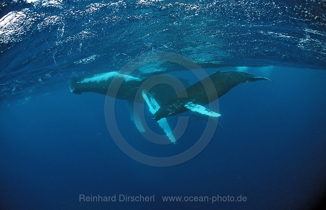 Humpback whale, mother and calf