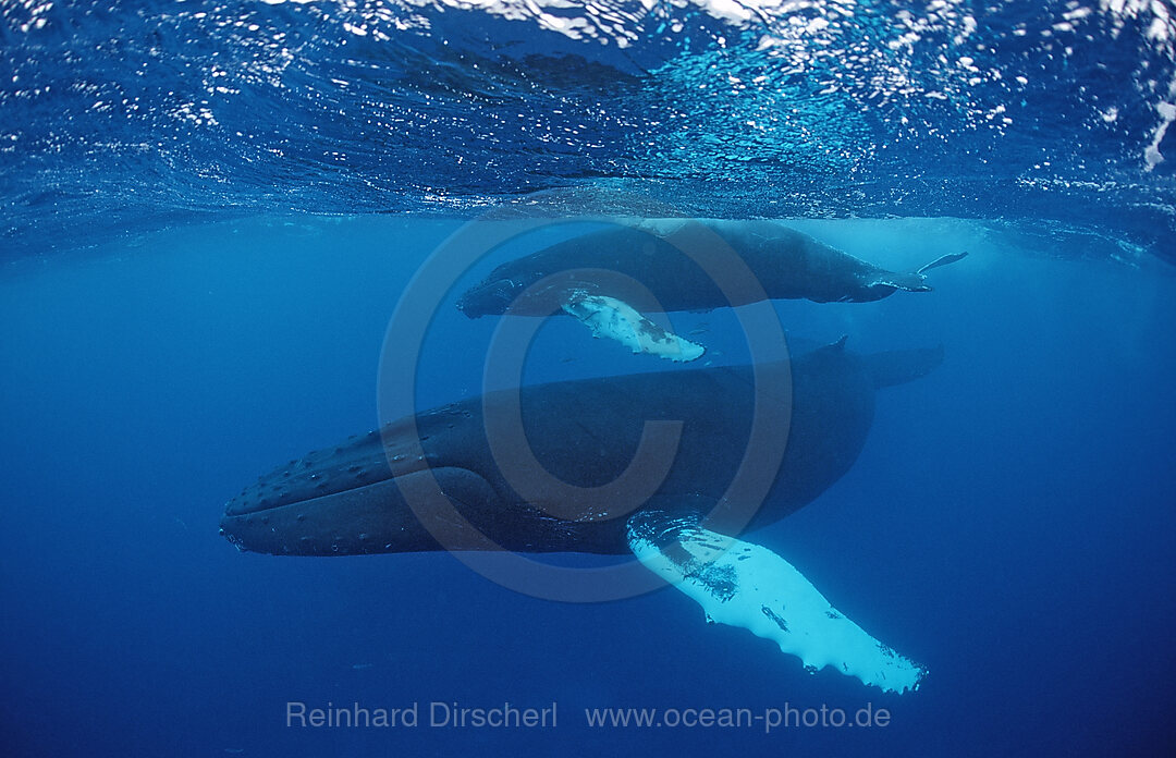Humpback whale, mother and calf