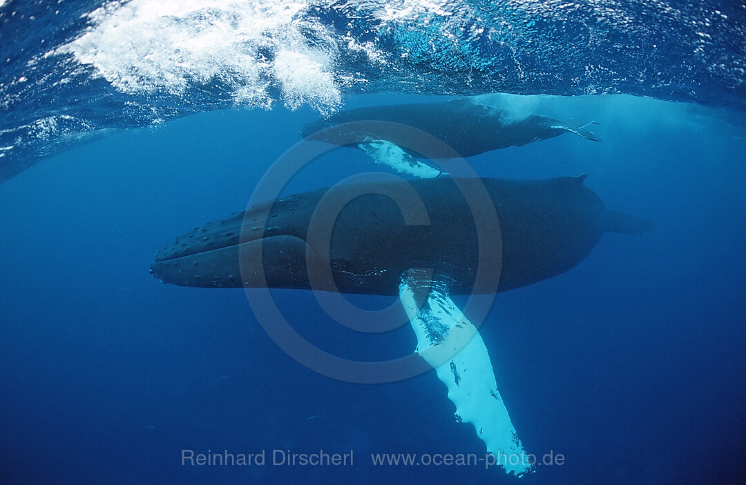 Buckelwal, Mutter und Kalb, Megaptera novaeangliae, Rurutu, Pazifik, Tahiti, Franzoesisch Polynesien