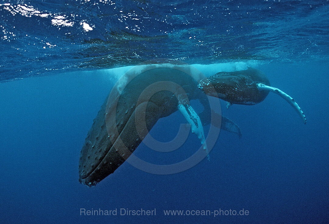 Humpback whale, mother and calf