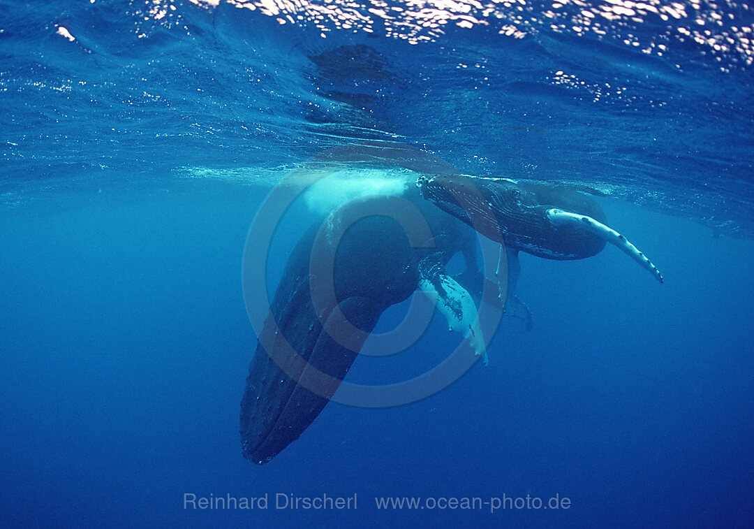 Buckelwal, Mutter und Kalb, Megaptera novaeangliae, Rurutu, Pazifik, Tahiti, Franzoesisch Polynesien