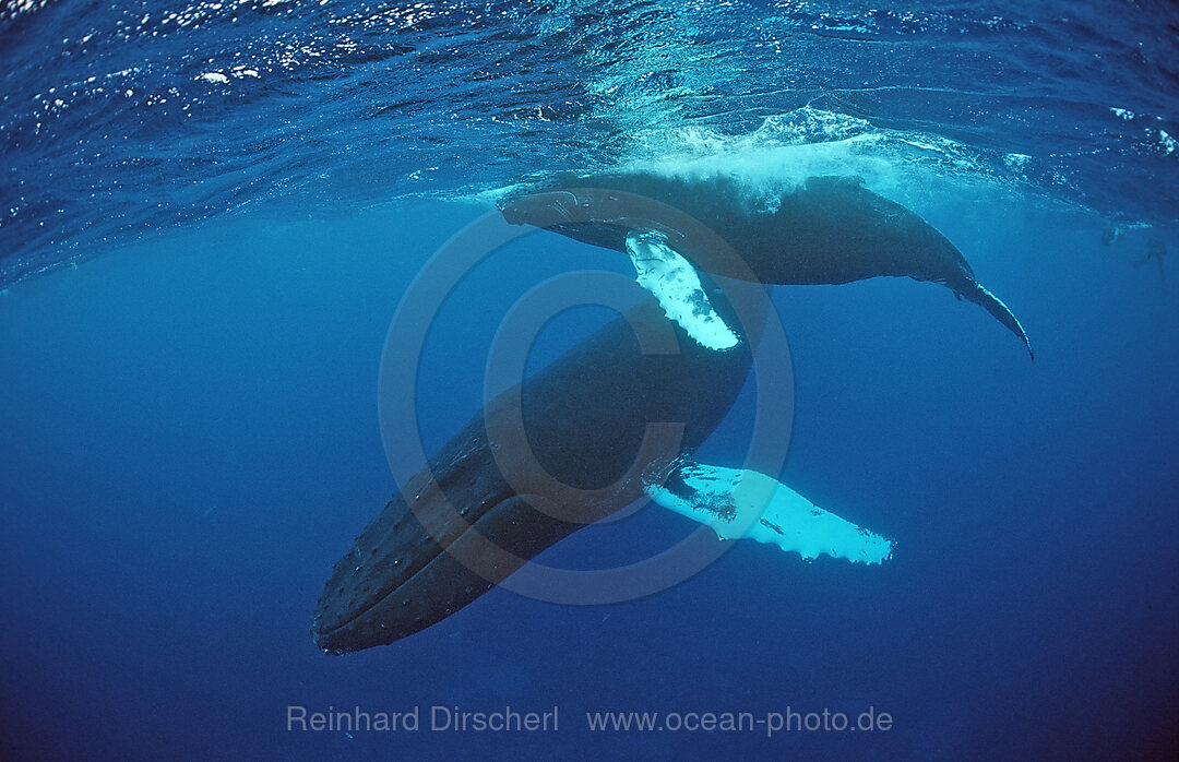 Humpback whale, mother and calf