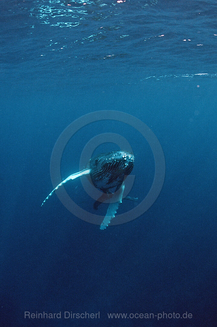 Humpback whale