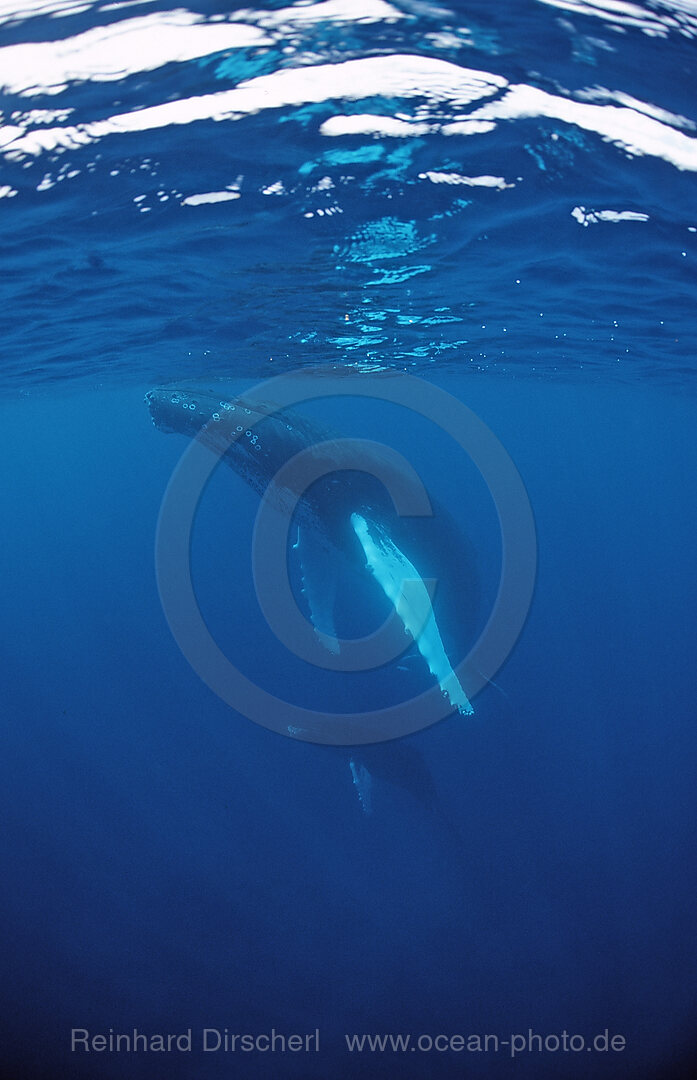 Humpback whale, mother and calf