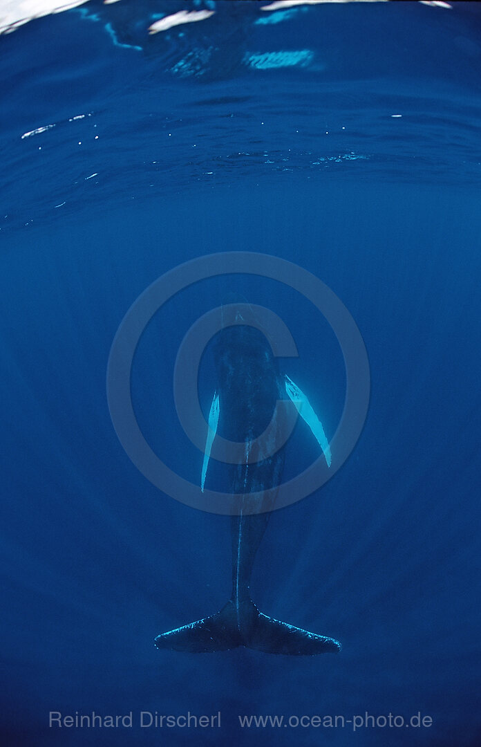 Male Humpback whale