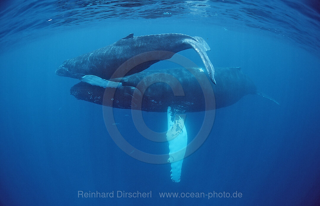 Buckelwal, Mutter und Kalb, Megaptera novaeangliae, Rurutu, Pazifik, Tahiti, Franzoesisch Polynesien