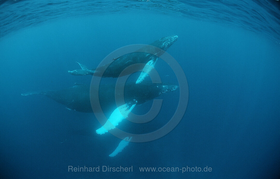 Buckelwal, Vater, Mutter und Kalb, Megaptera novaeangliae, Rurutu, Pazifik, Tahiti, Franzoesisch Polynesien