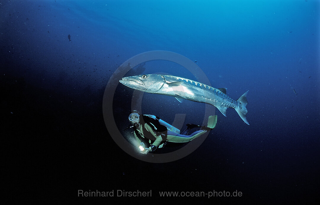 Great Barracuda and scuba diver