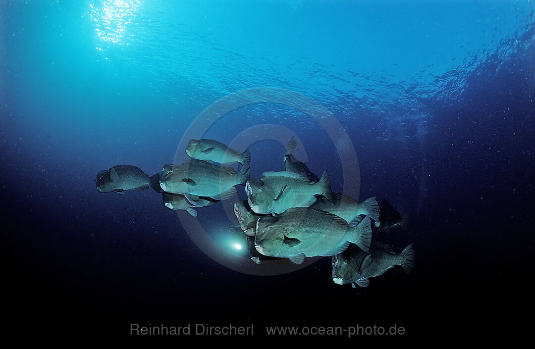 Bumphead parrotfishes and scuba diver