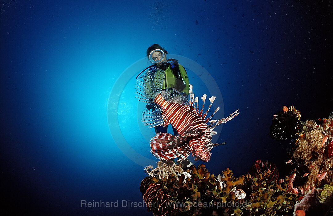 Lionfish and scuba diver