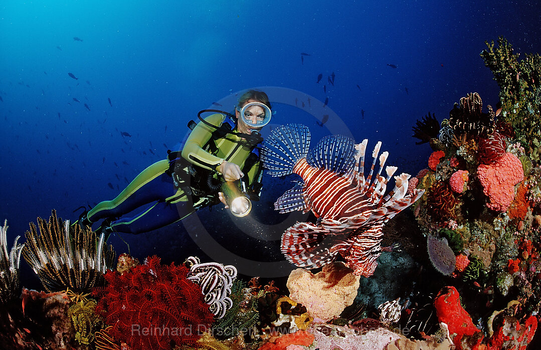 Lionfish and scuba diver
