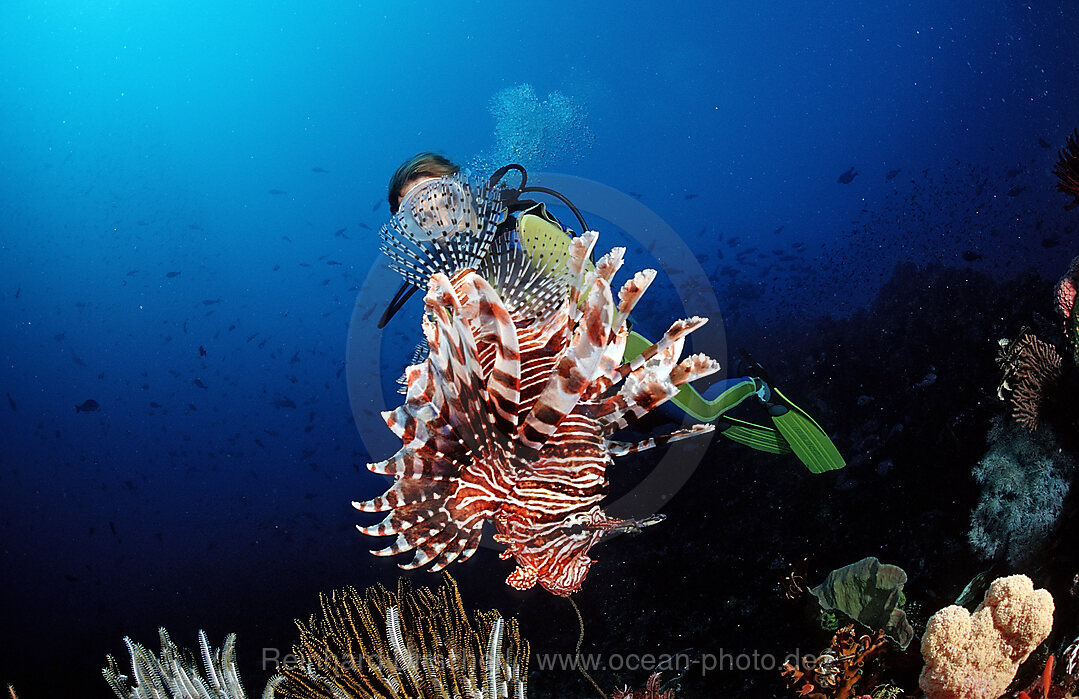 Lionfish and scuba diver