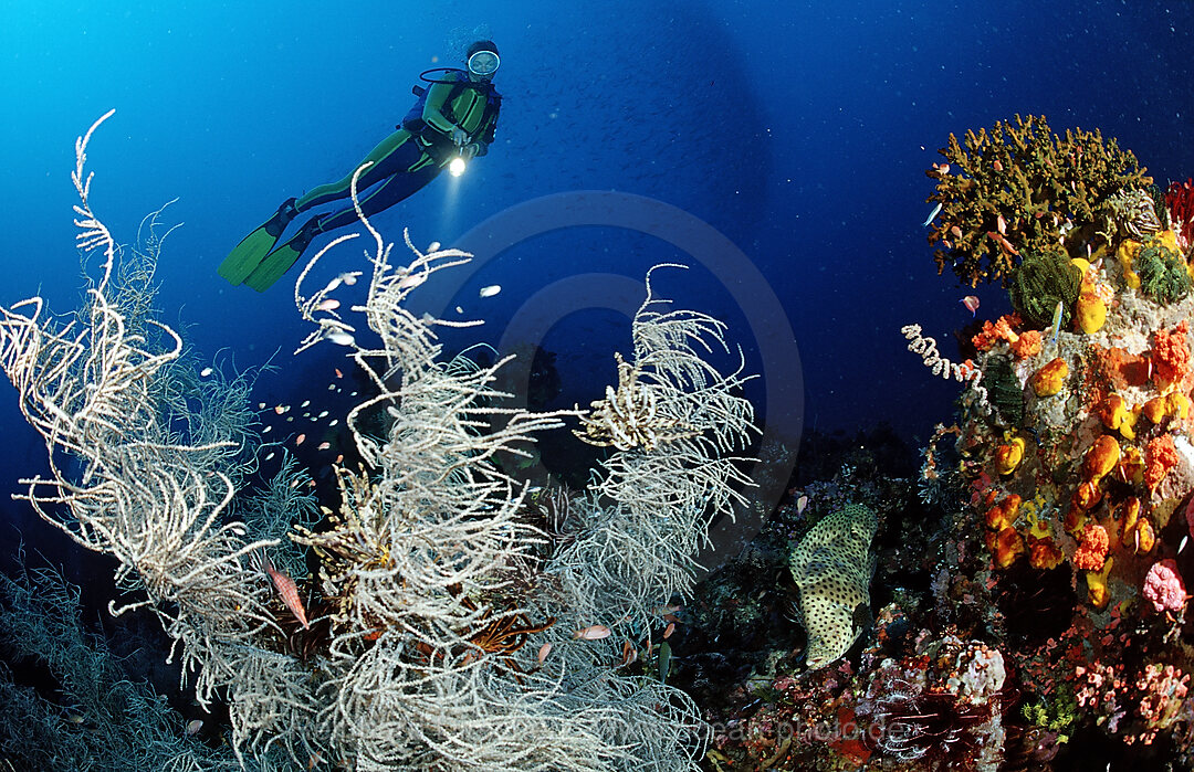 Lionfish and scuba diver, Barramundi Cod