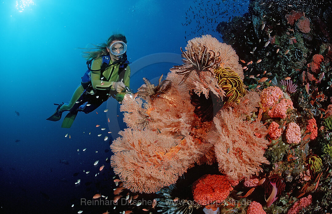 Lionfish and scuba diver
