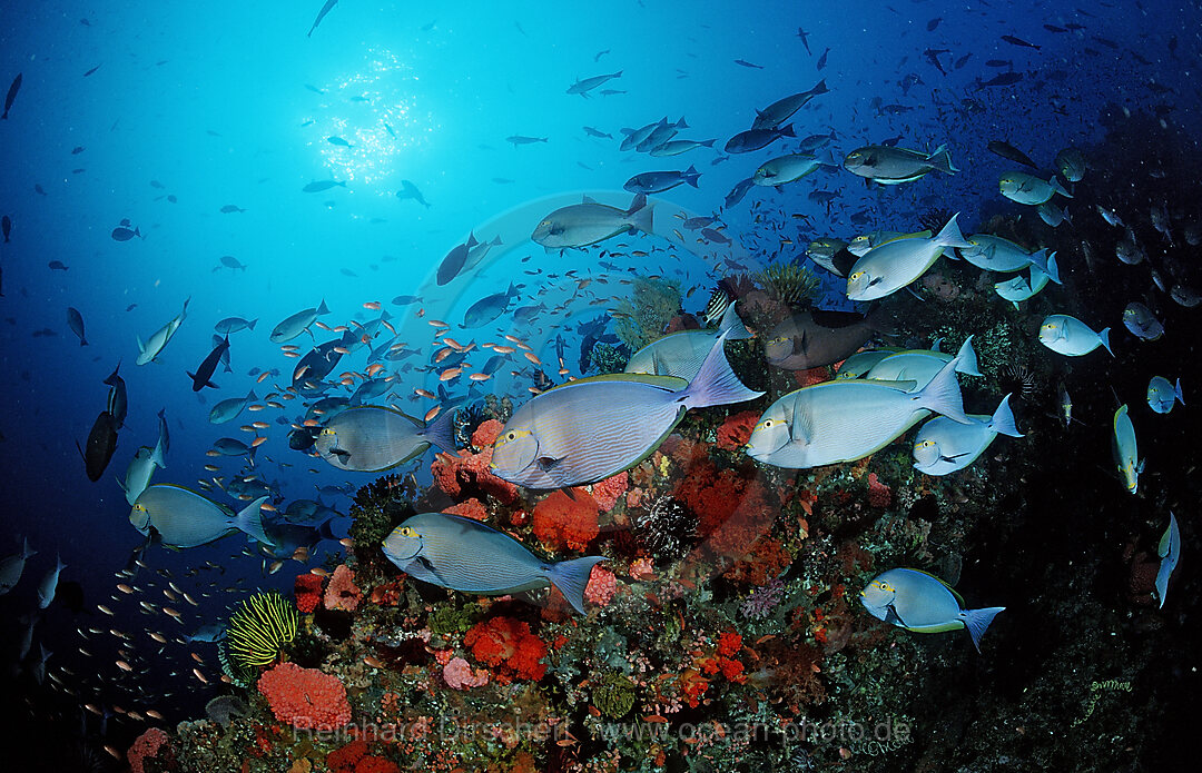 Elongate surgeonfish, schooling