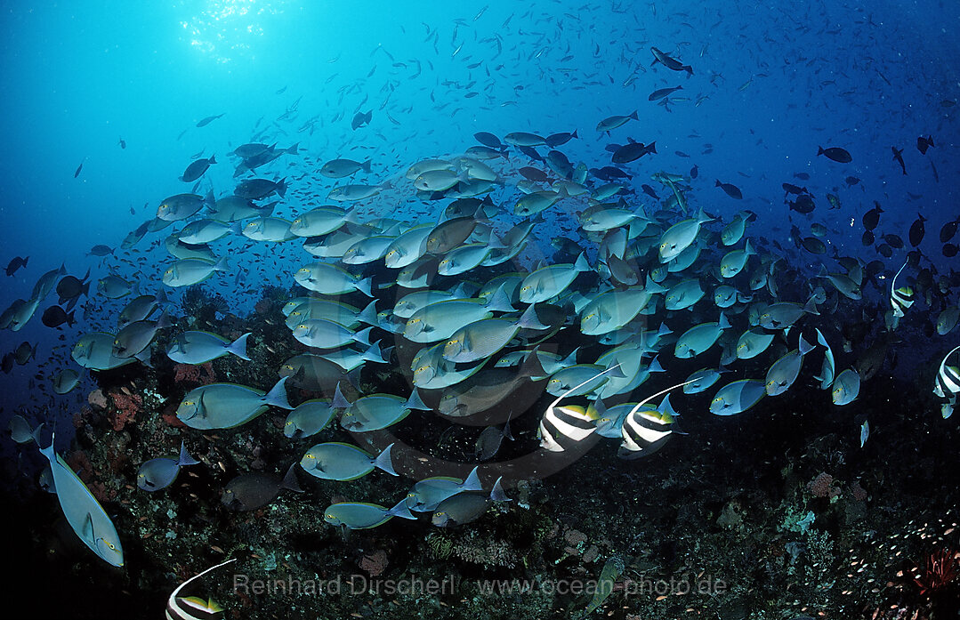 Elongate surgeonfish, schooling