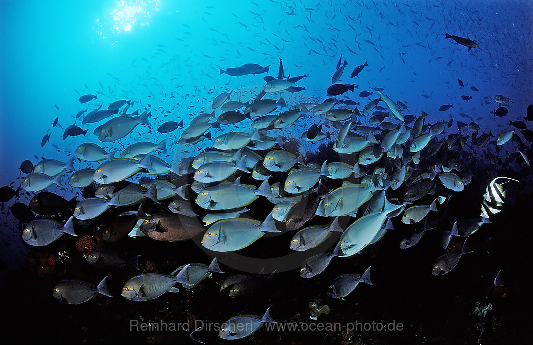 Grauer Doktorfisch, Fischschwarm