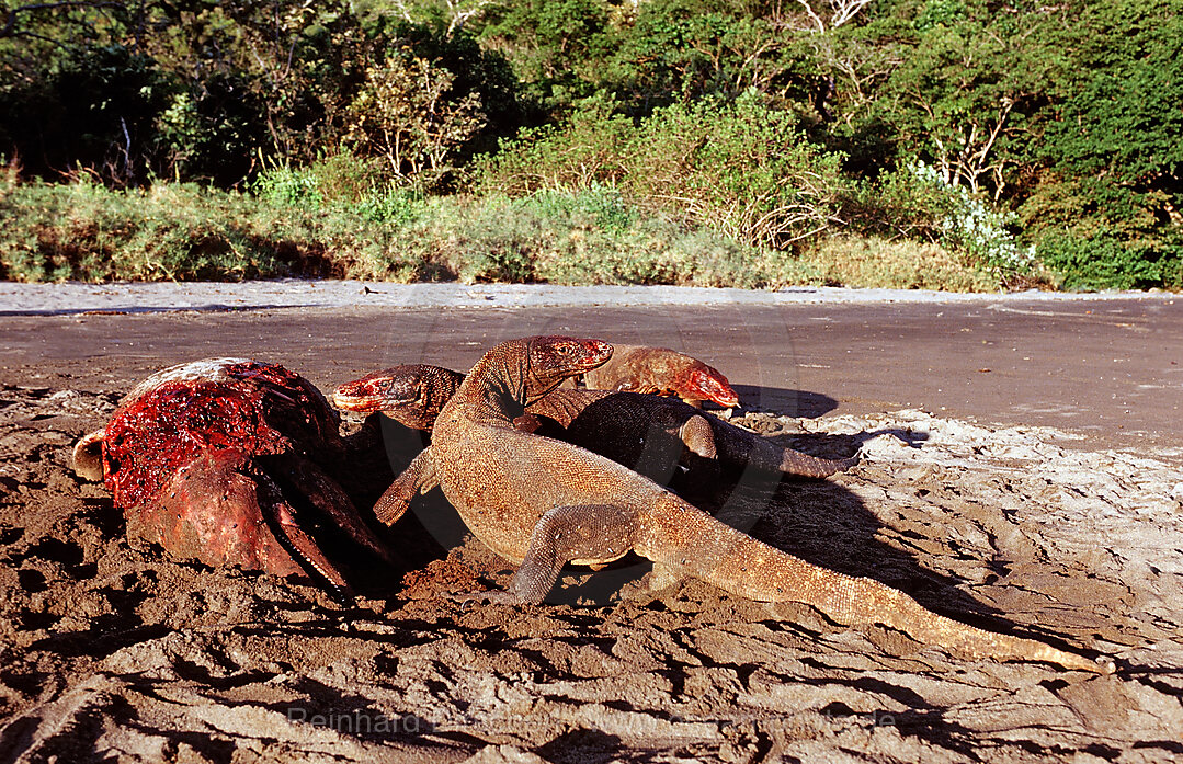 Komodo dragons eating dead dolphin