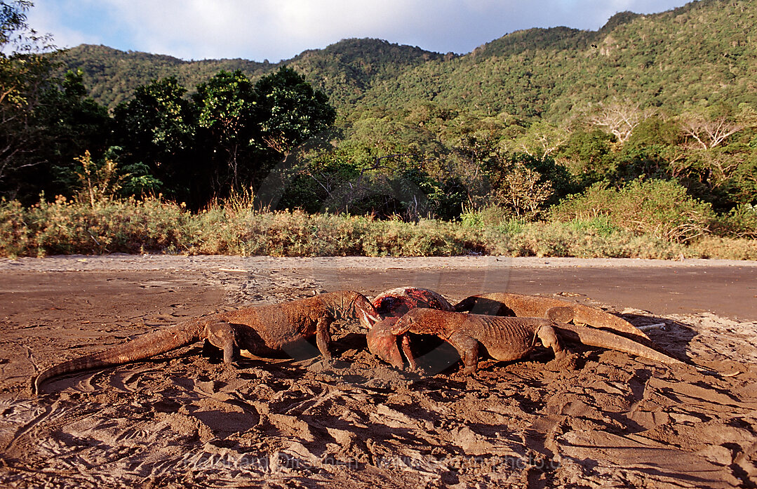 Komodo-Warane fressen toten Delfin, Varanus komodoensis, Rinca, Komodo National Park, Indonesien