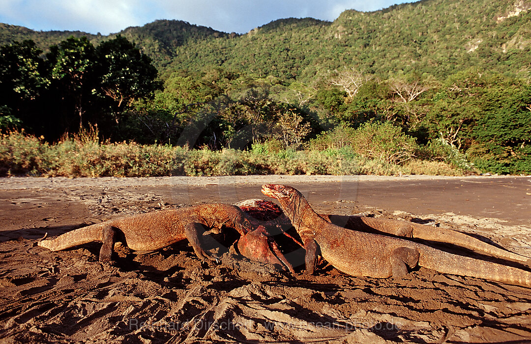 Komodo dragons eating dead dolphin