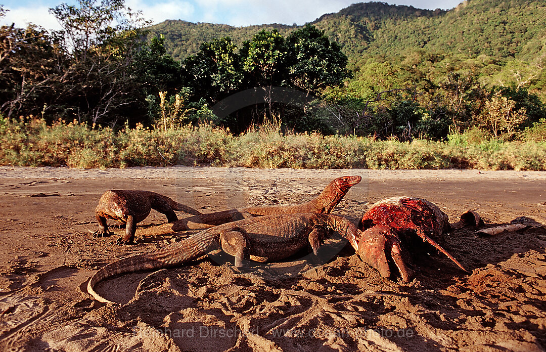 Komodo dragons eating dead dolphin