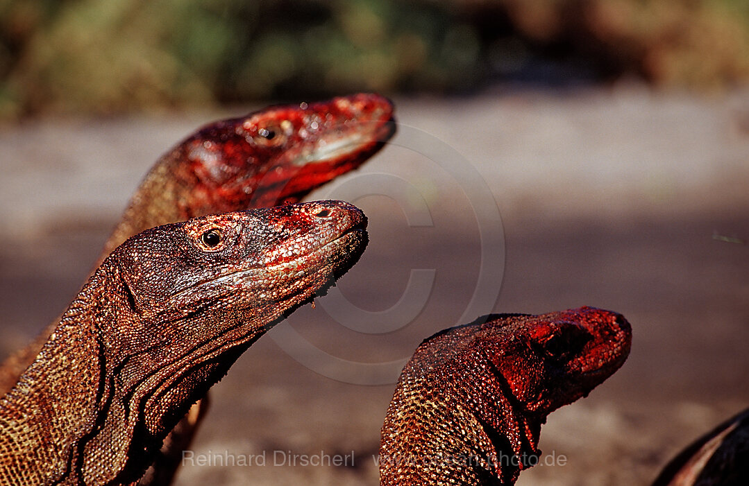 Komodo dragons eating dead dolphin