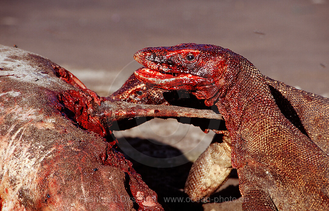 Komodo-Warane fressen toten Delfin, Varanus komodoensis, Rinca, Komodo National Park, Indonesien