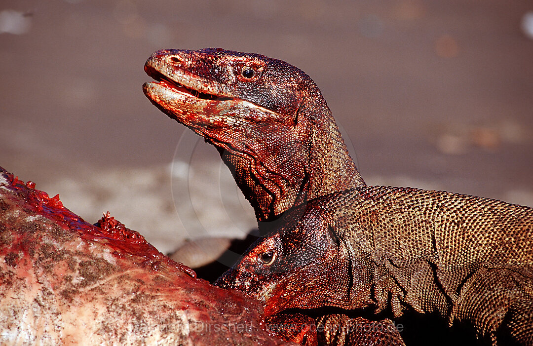 Komodo dragons eating dead dolphin
