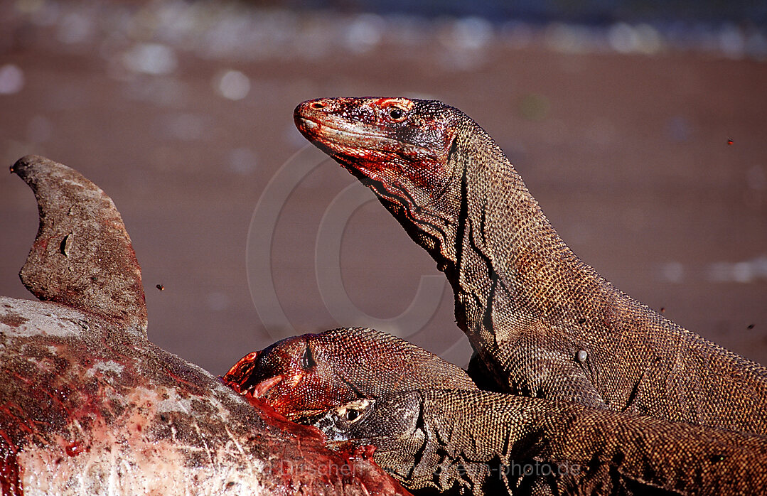 Komodo dragons eating dead dolphin