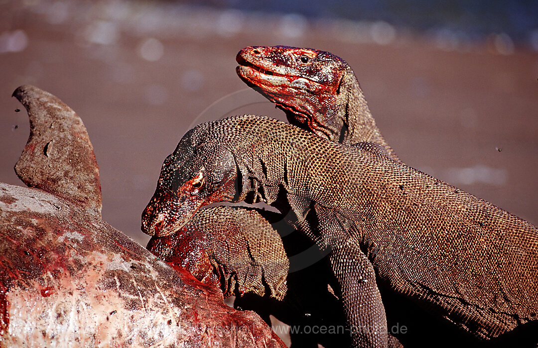 Komodo-Warane fressen toten Delfin, Varanus komodoensis, Rinca, Komodo National Park, Indonesien