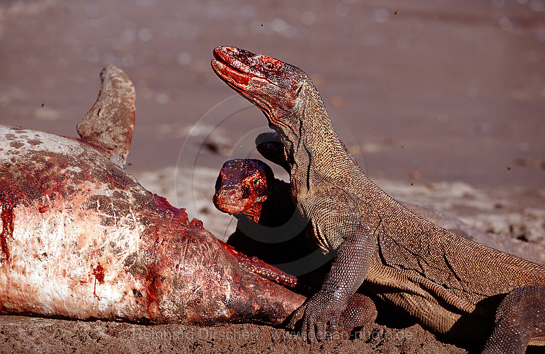 Komodo dragons eating dead dolphin