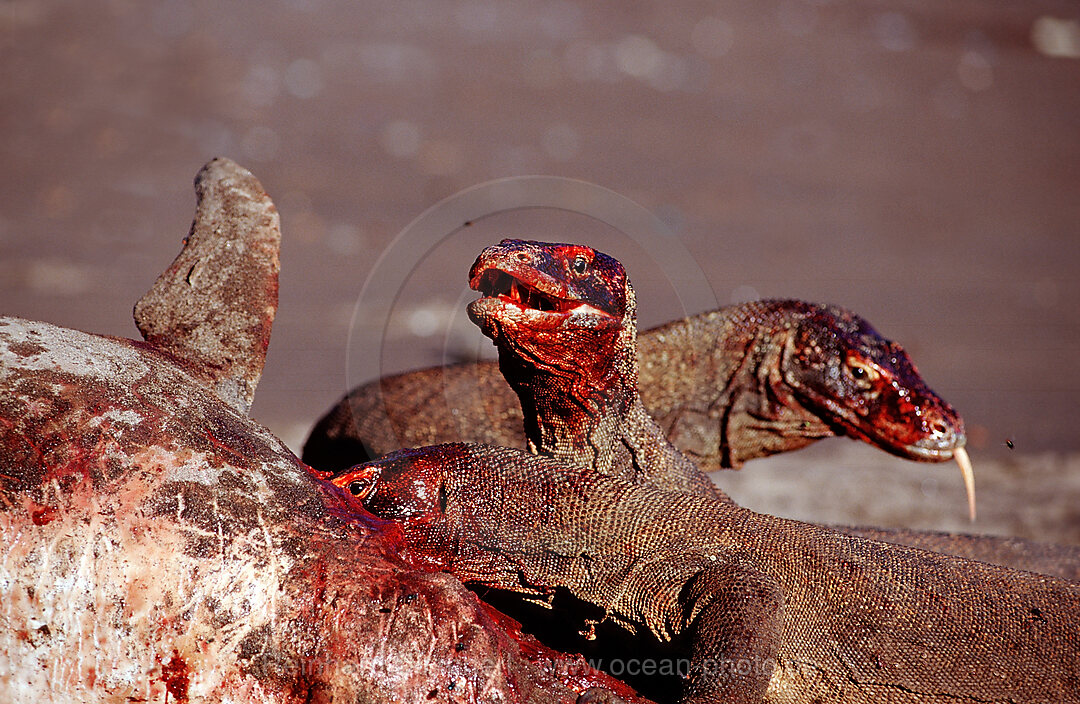 Komodo dragons eating dead dolphin
