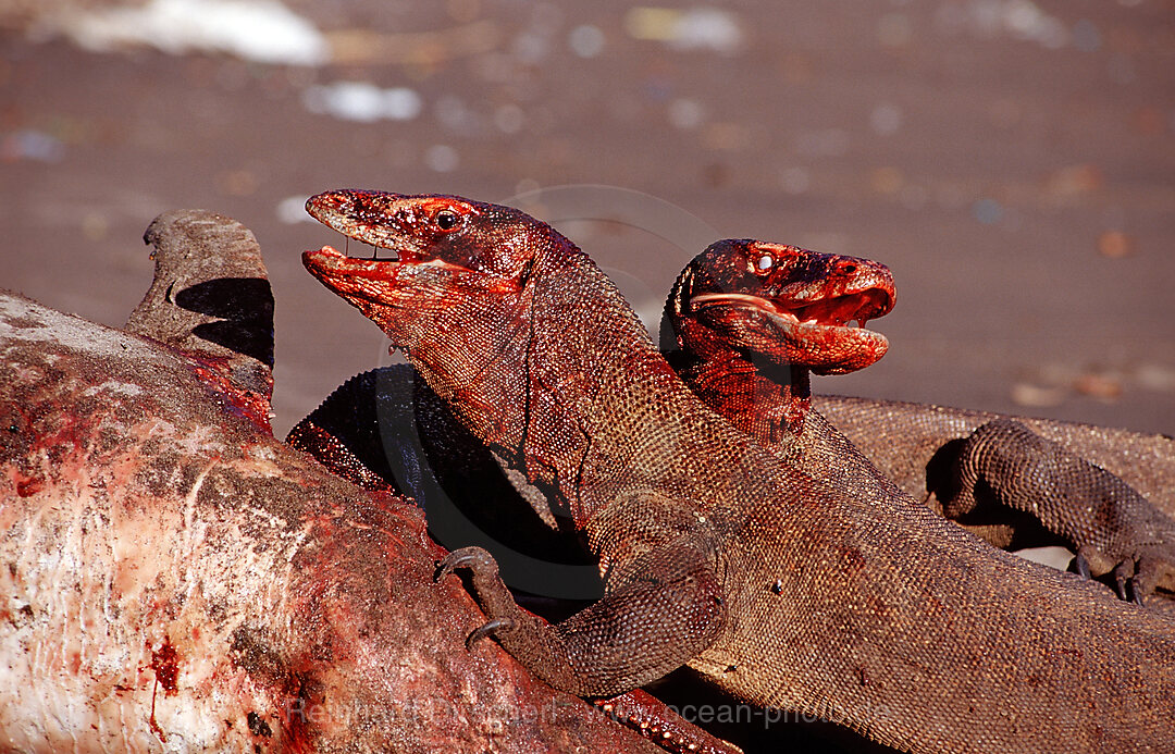 Komodo dragons eating dead dolphin