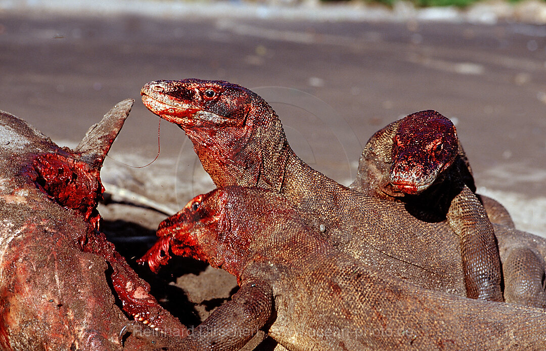 Komodo-Warane fressen toten Delfin