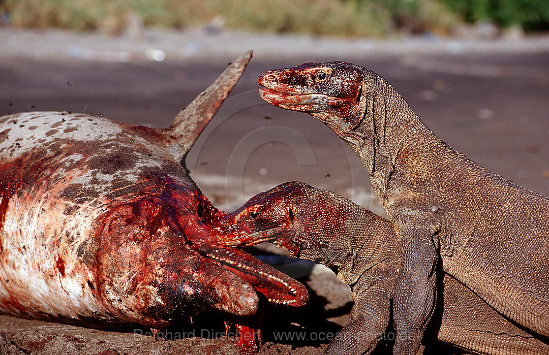 Komodo dragons eating dead dolphin