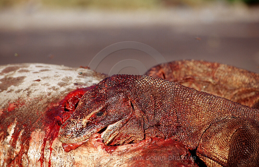 Komodo dragons eating dead dolphin