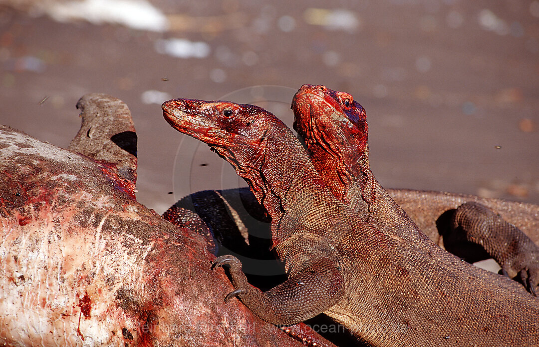 Komodo dragons eating dead dolphin