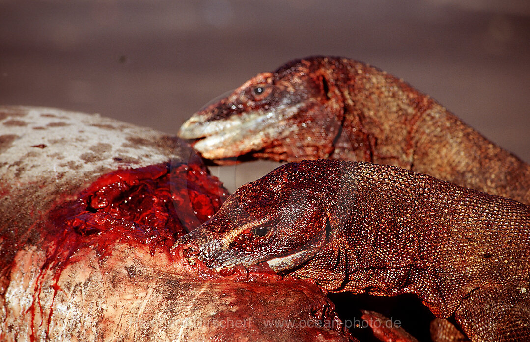 Komodo dragons eating dead dolphin