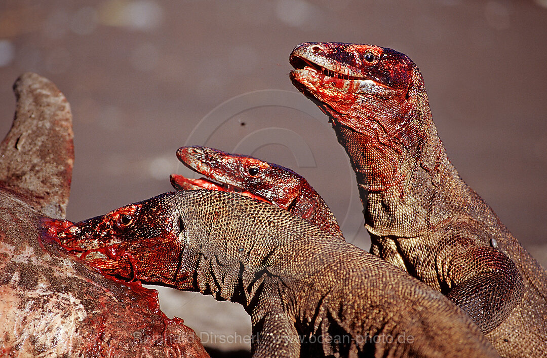 Komodo dragons eating dead dolphin