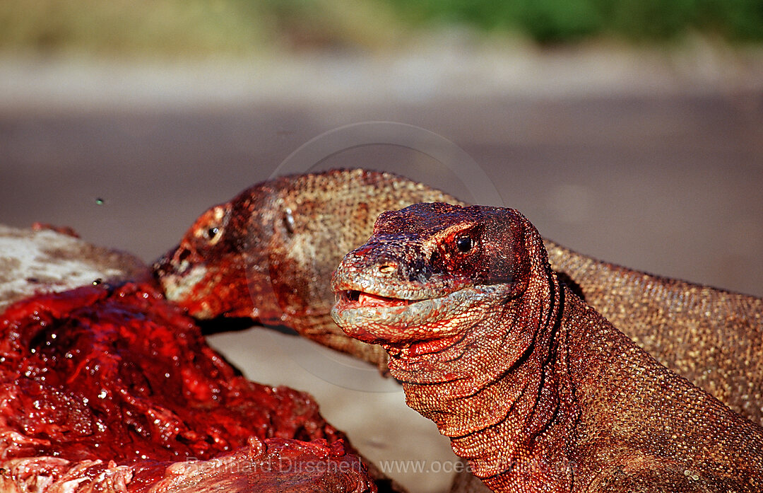 Komodo-Warane fressen toten Delfin, Varanus komodoensis, Rinca, Komodo National Park, Indonesien