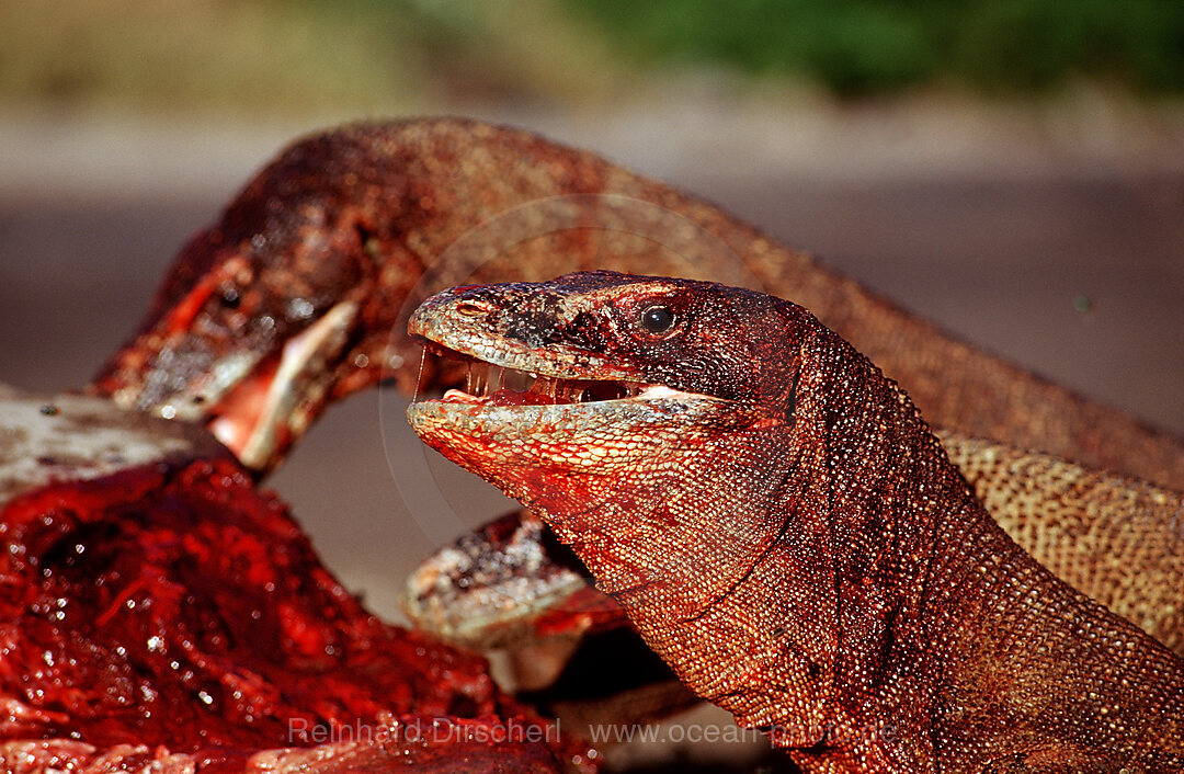Komodo dragons eating dead dolphin