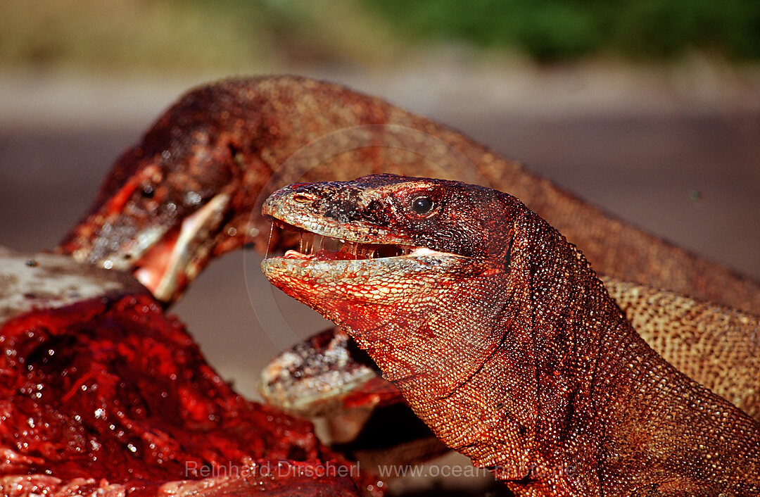 Komodo-Warane fressen toten Delfin, Varanus komodoensis, Rinca, Komodo National Park, Indonesien