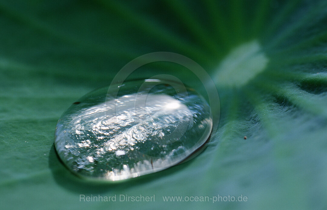 Wassertroepfchen auf einem Blatt, Bali, Kuta, Indonesien