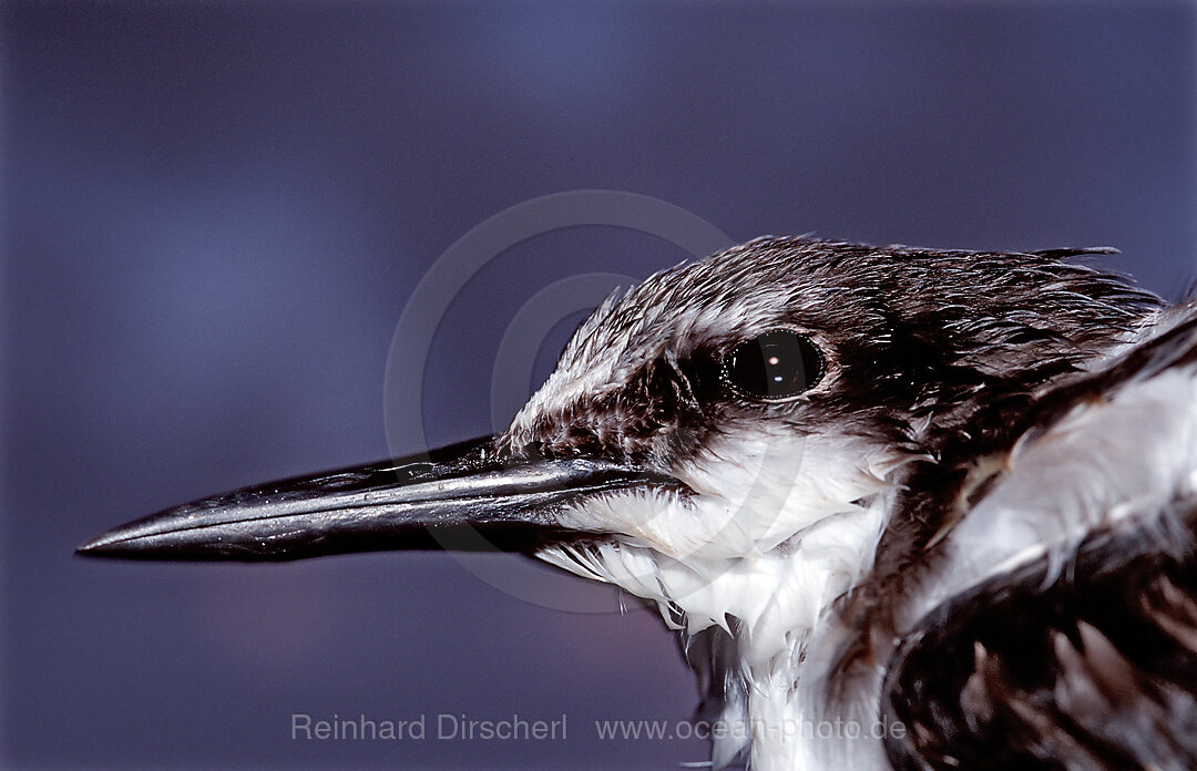 Ruhende Seeschwalbe