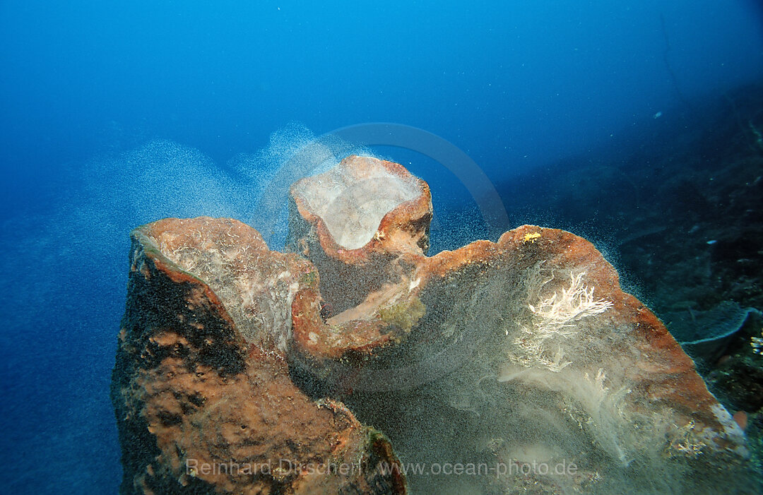 Spawning sponge