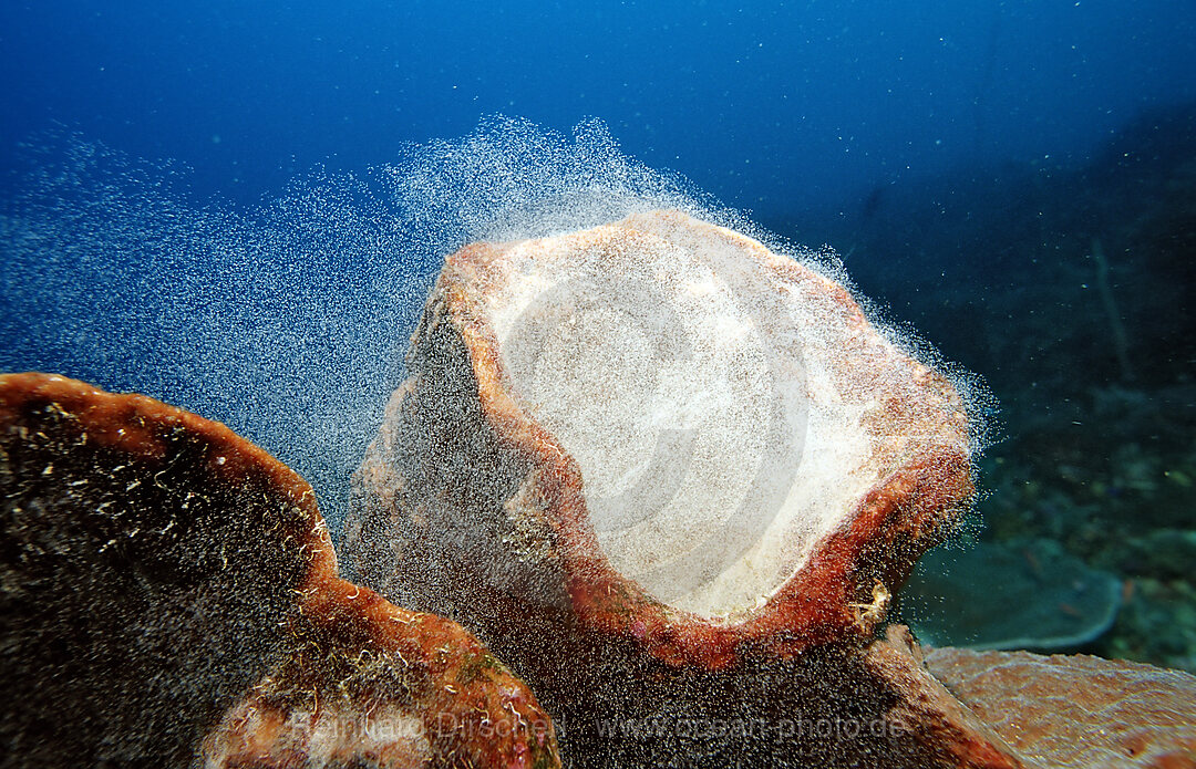 Spawning sponge