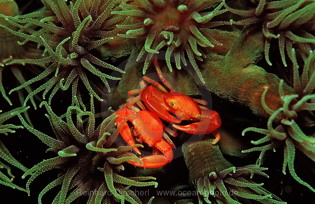 coral crab