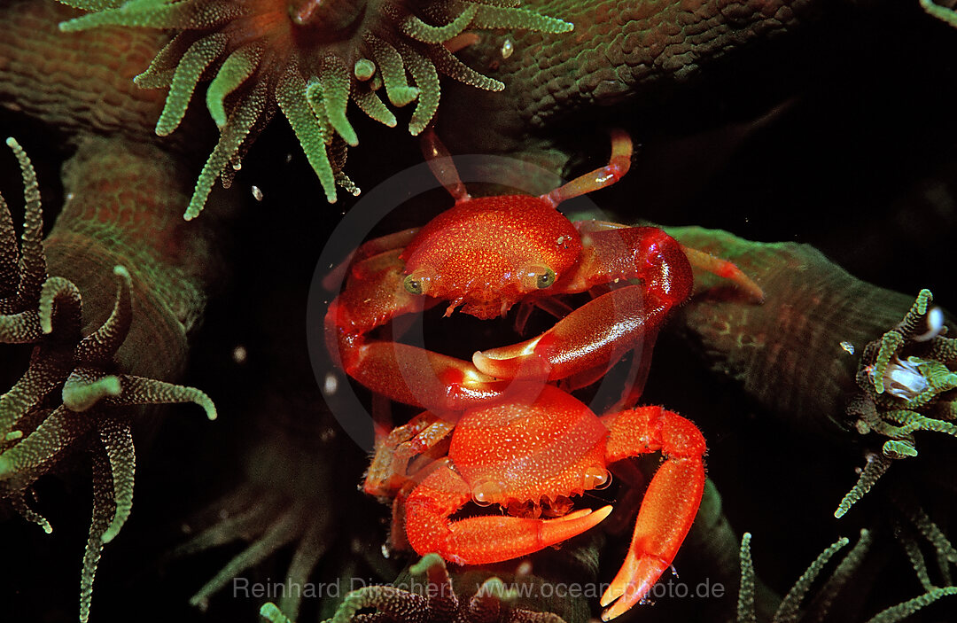coral crab